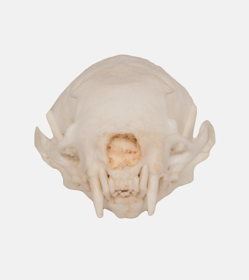 Replica Weasel Skull