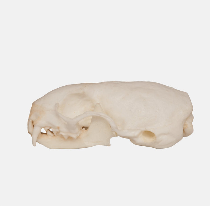 Replica Weasel Skull