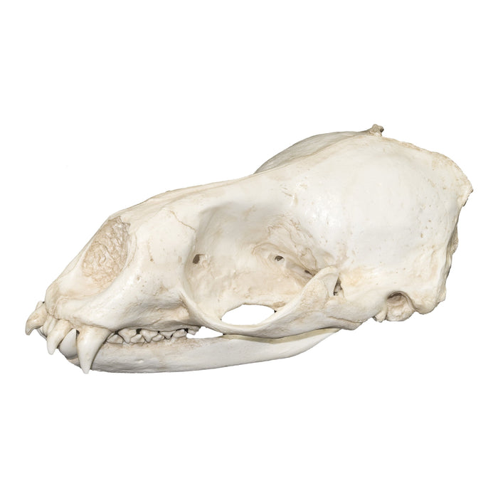 Replica Weddell Seal Skull