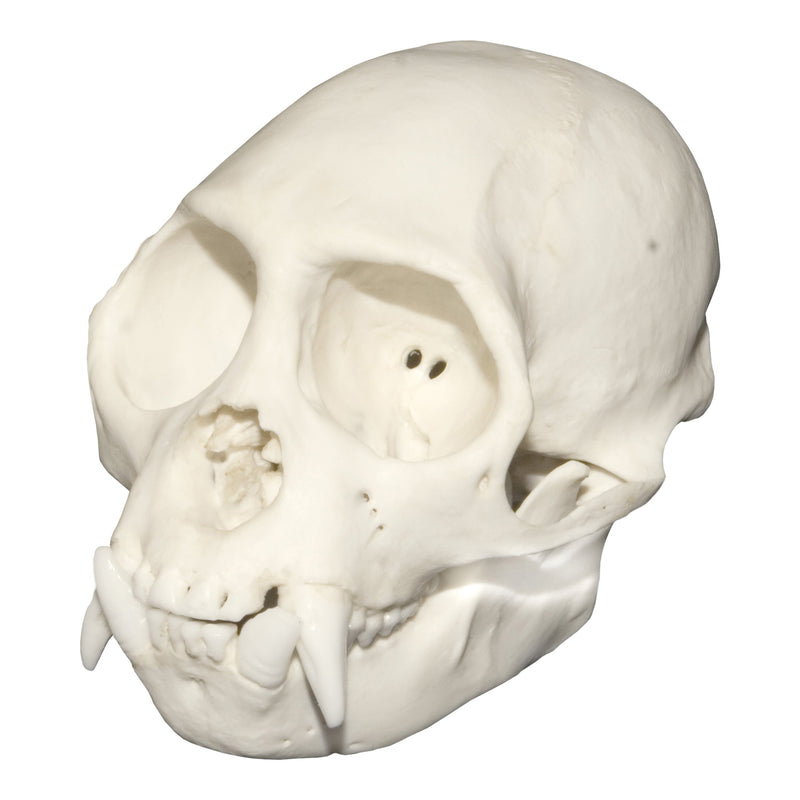 Replica Weeping Capuchin Monkey Skull