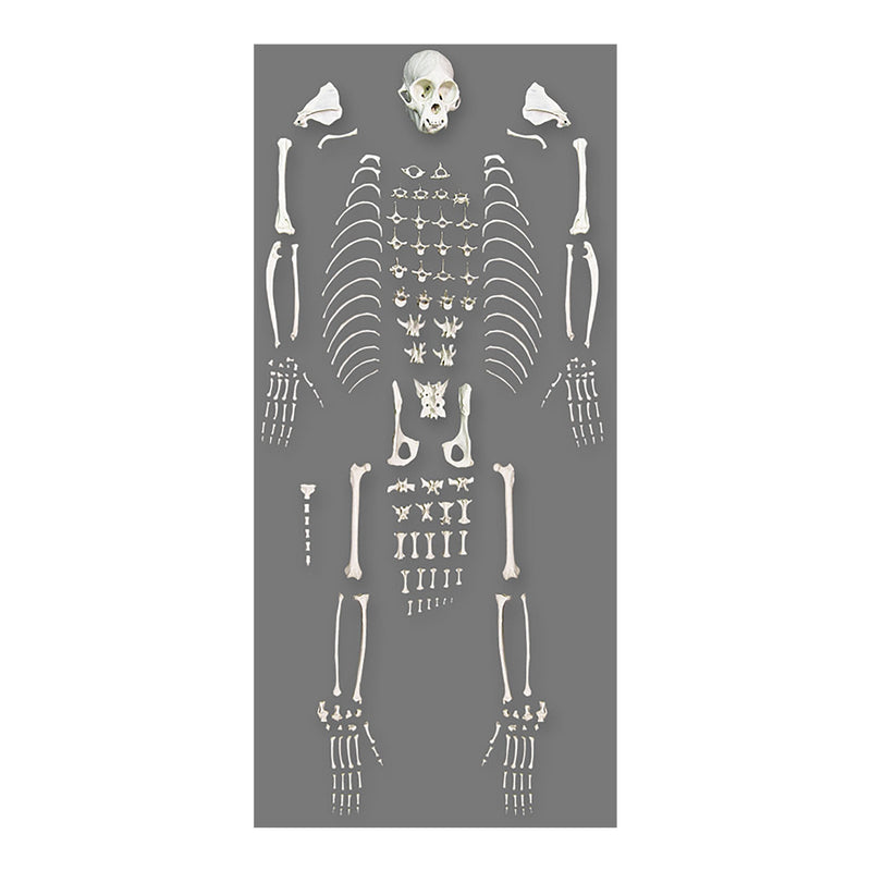 Replica Weeping Capuchin Monkey Skeleton