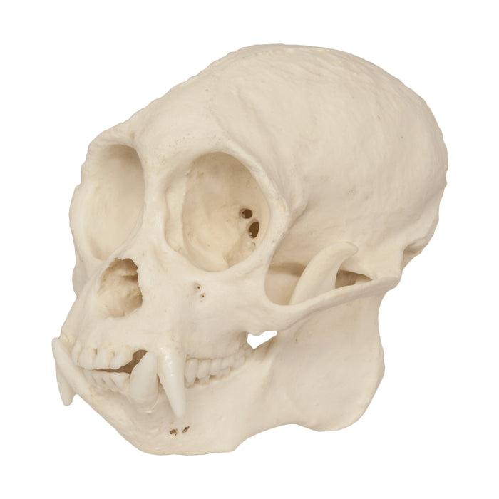 Replica Weeping Capuchin Monkey Skull