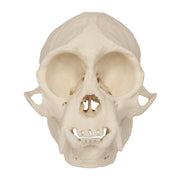 Replica Weeping Capuchin Monkey Skull