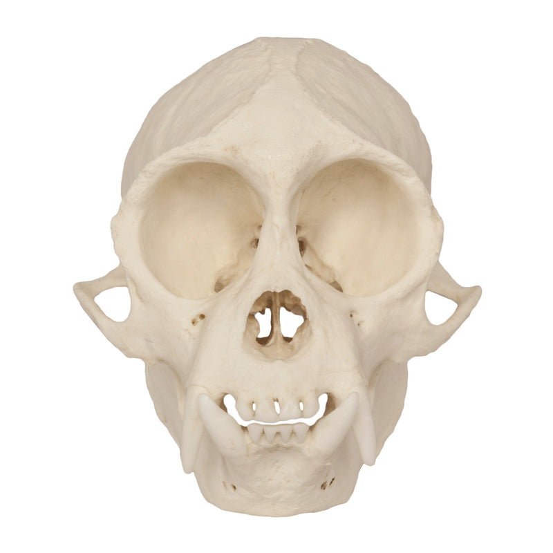 Replica Weeping Capuchin Monkey Skull