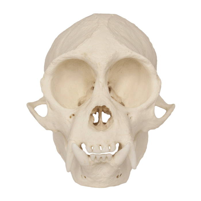 Replica Weeping Capuchin Monkey Skull