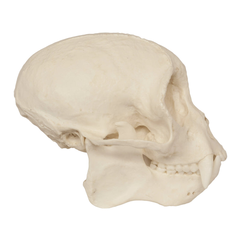 Replica Weeping Capuchin Monkey Skull