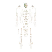 Replica Weeping Capuchin Monkey Skeleton