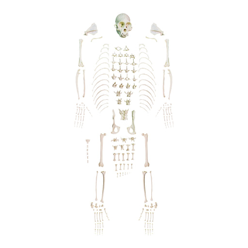 Replica Weeping Capuchin Monkey Skeleton