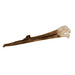 Replica White Pelican Skull with Breeding Beak Crest