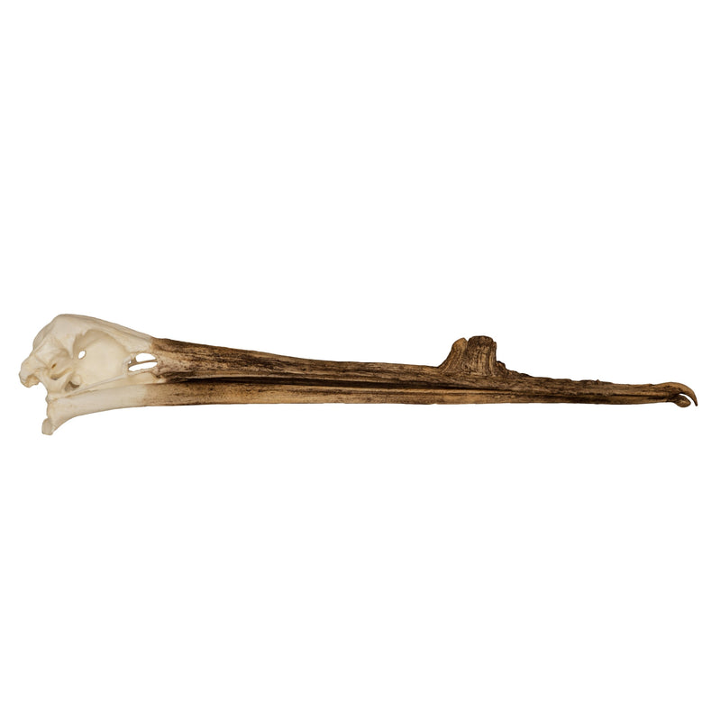 Replica White Pelican Skull with Breeding Beak Crest