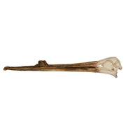 Replica White Pelican Skull with Breeding Beak Crest