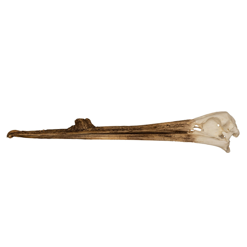 Replica White Pelican Skull with Breeding Beak Crest