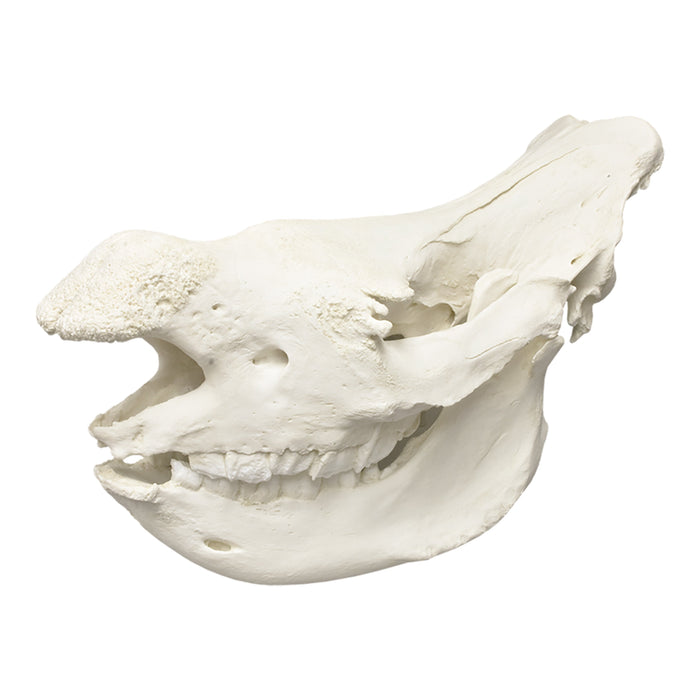 Replica White Rhinoceros Skull