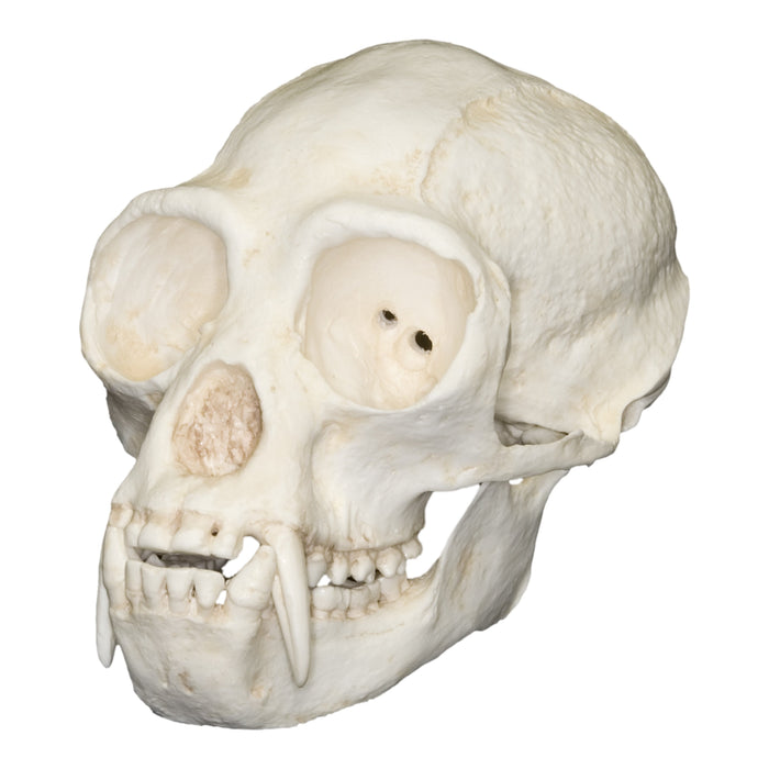 Replica White-handed Gibbon Skull