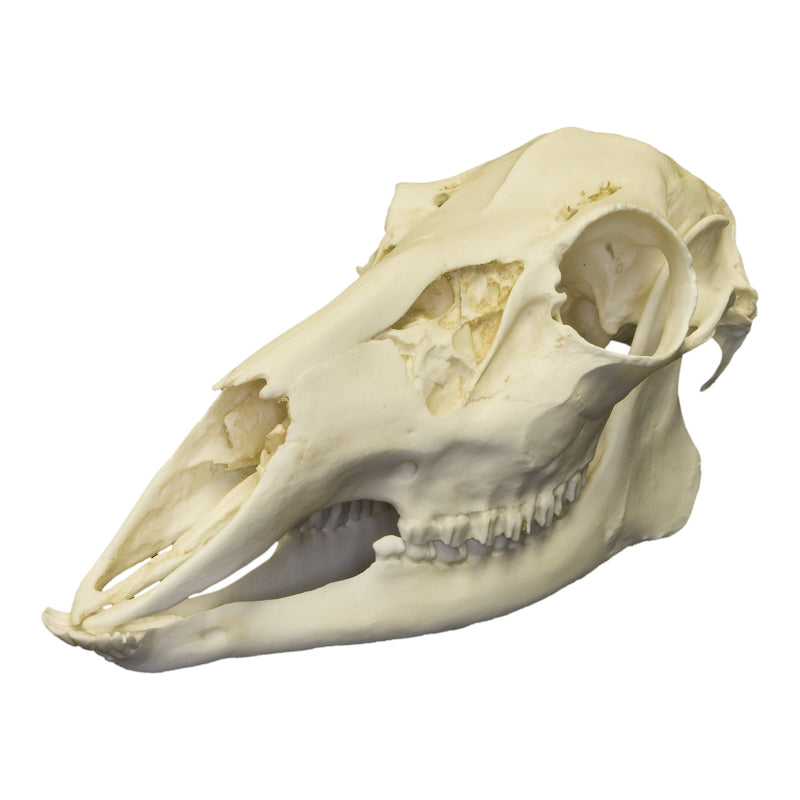 Replica Female White-tailed Deer Skull - Economy