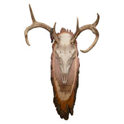 SkullCleaning - Plaques