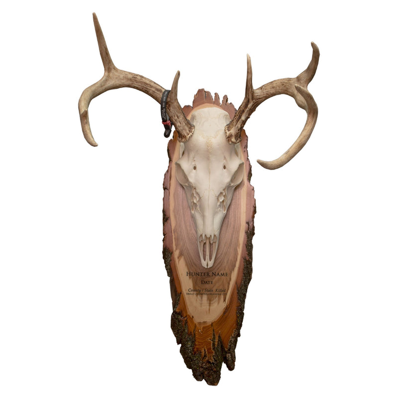 SkullCleaning - Plaques