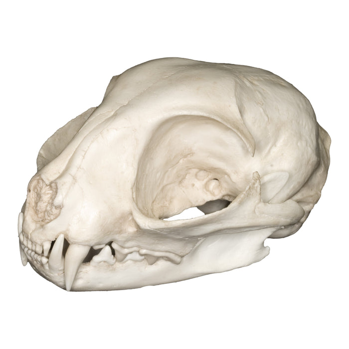 Replica Wildcat Skull
