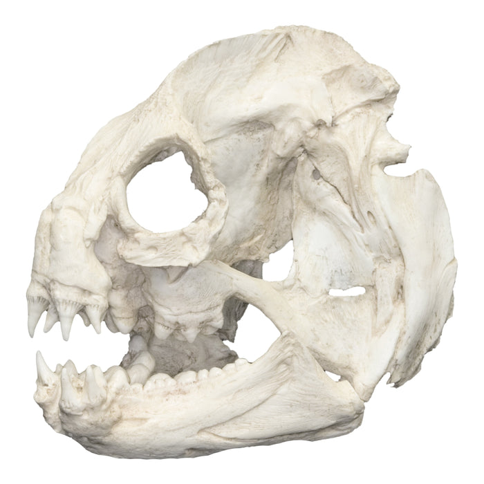 Replica Wolf Eel Skull