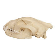 Replica Wolverine Skull