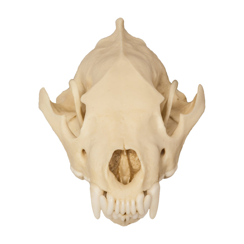 Replica Wolverine Skull