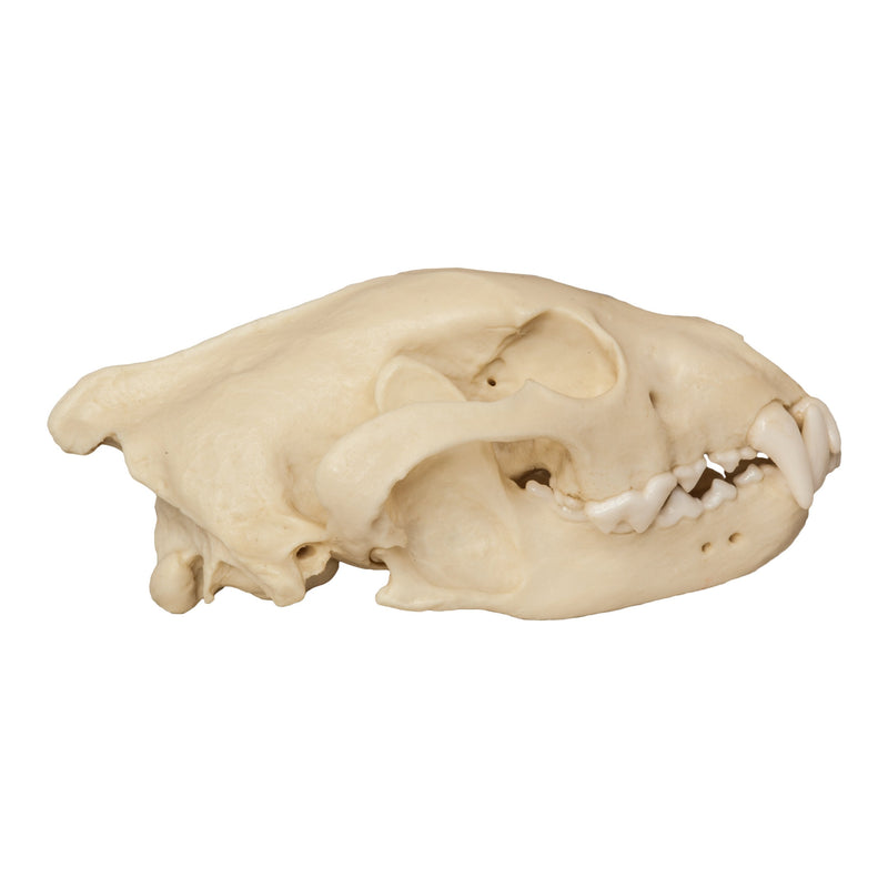 Replica Wolverine Skull
