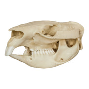 Replica Wombat Skull