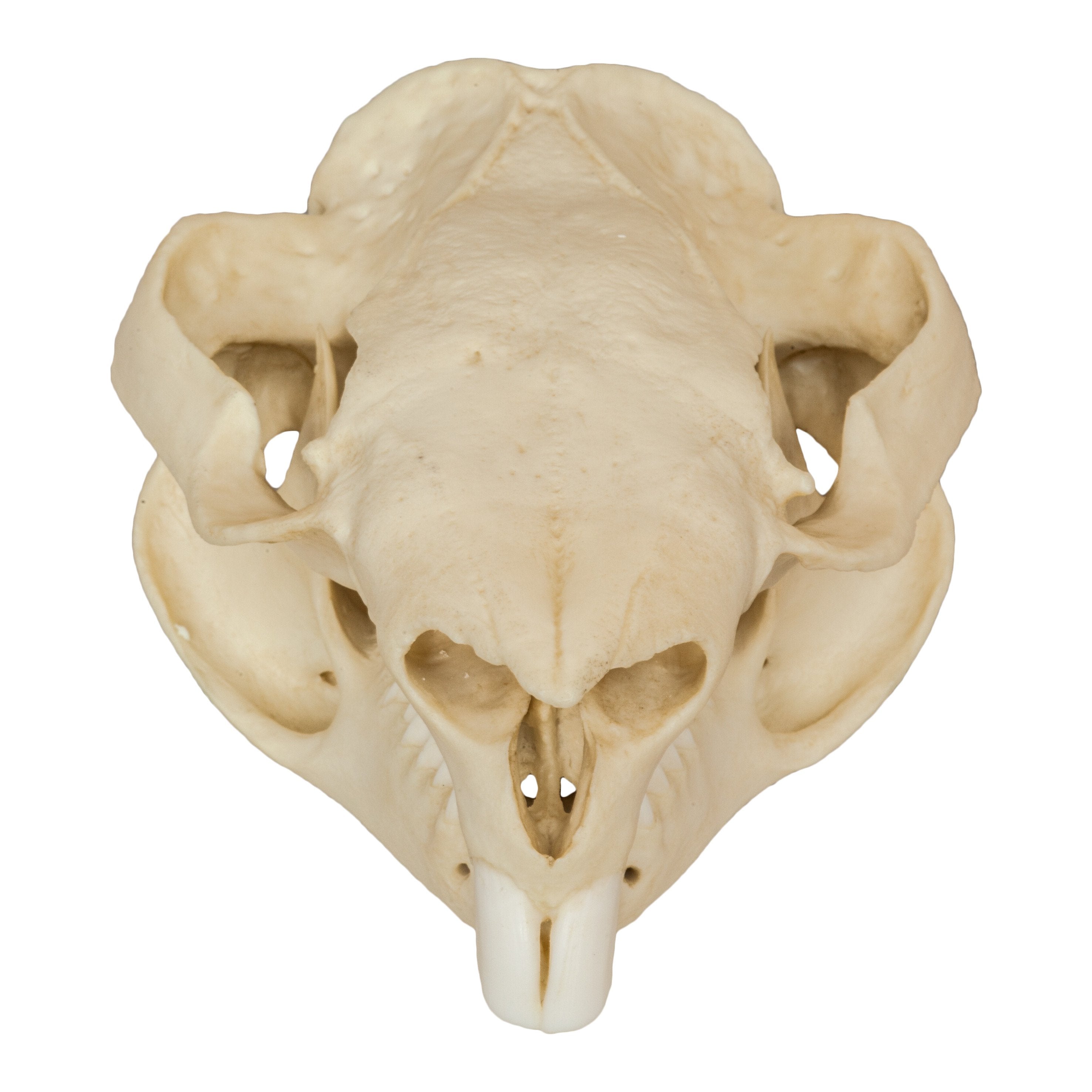 Replica Wombat Skull — Skulls Unlimited International, Inc.