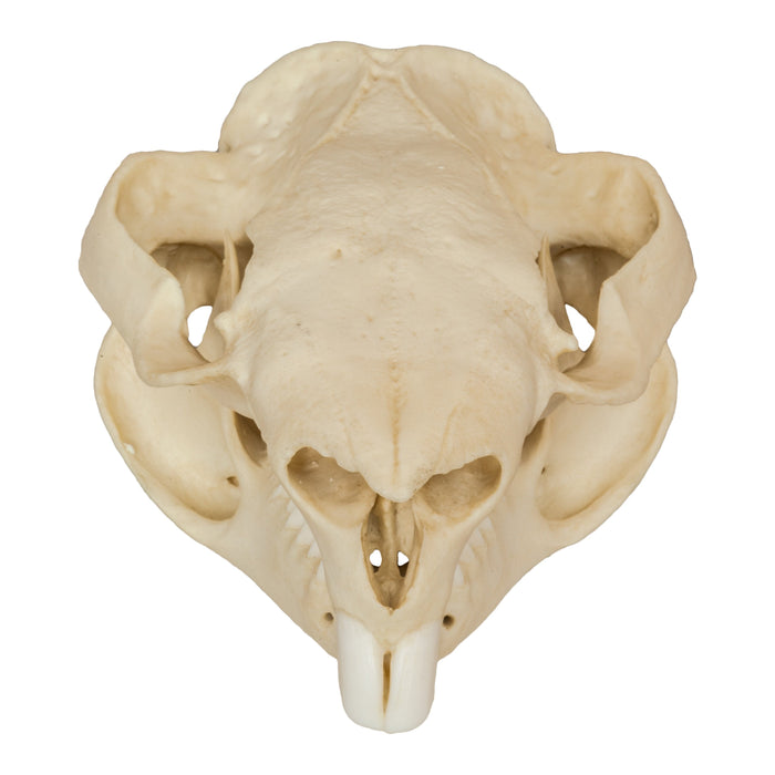 Replica Wombat Skull