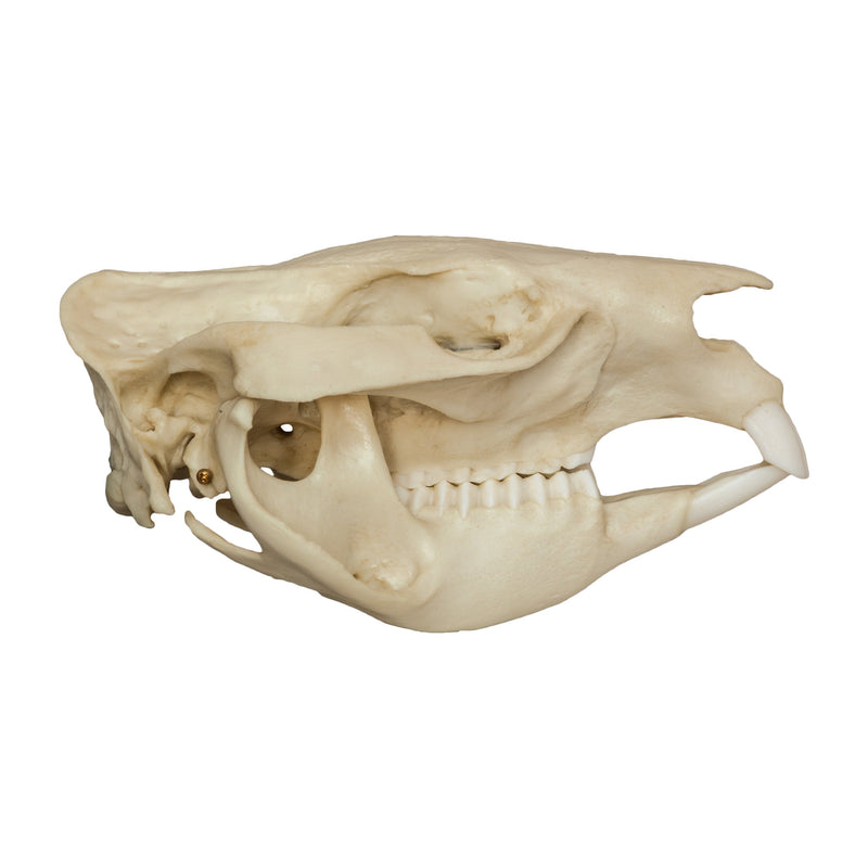 Replica Wombat Skull