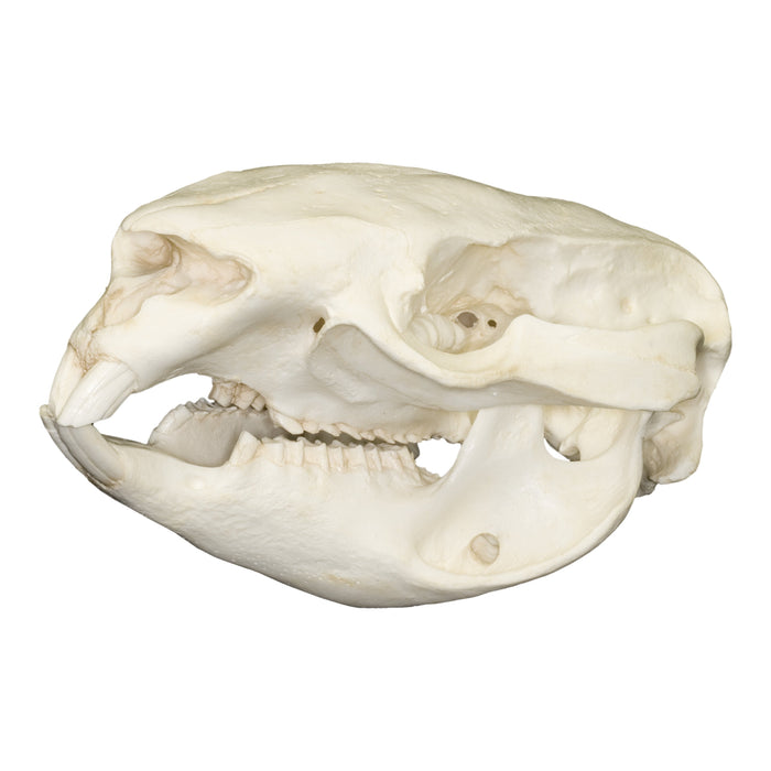 Replica Wombat Skull