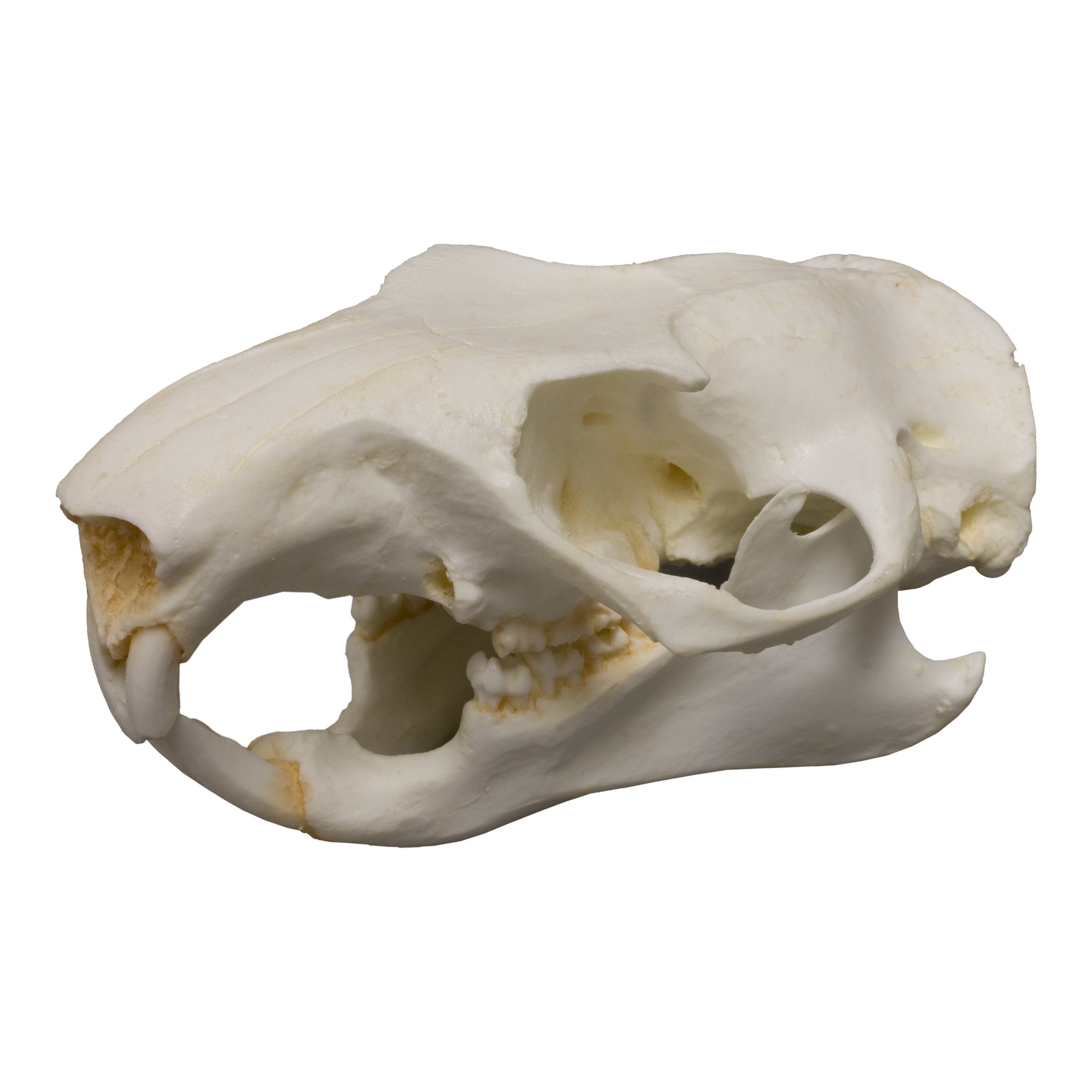 Replica Woodchuck Skull For Sale — Skulls Unlimited International