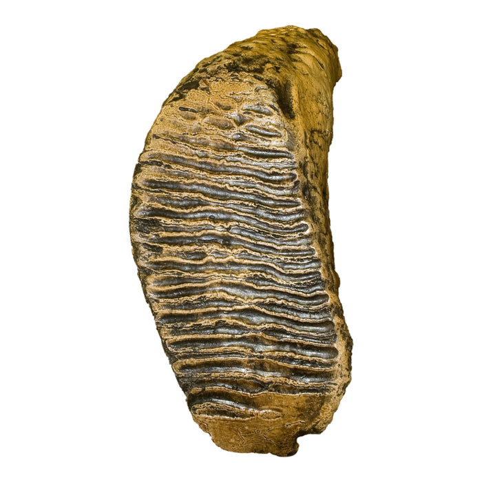 Replica Woolly Mammoth Tooth