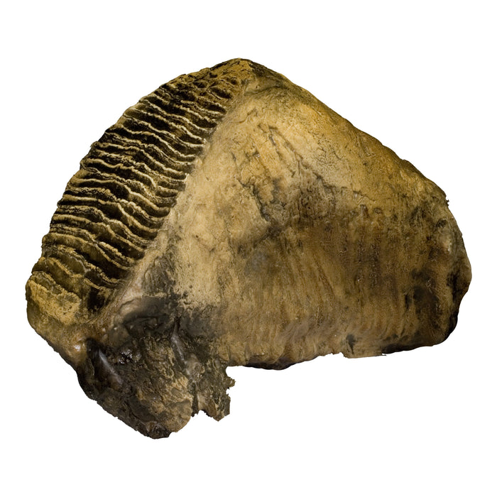 Replica Woolly Mammoth Tooth