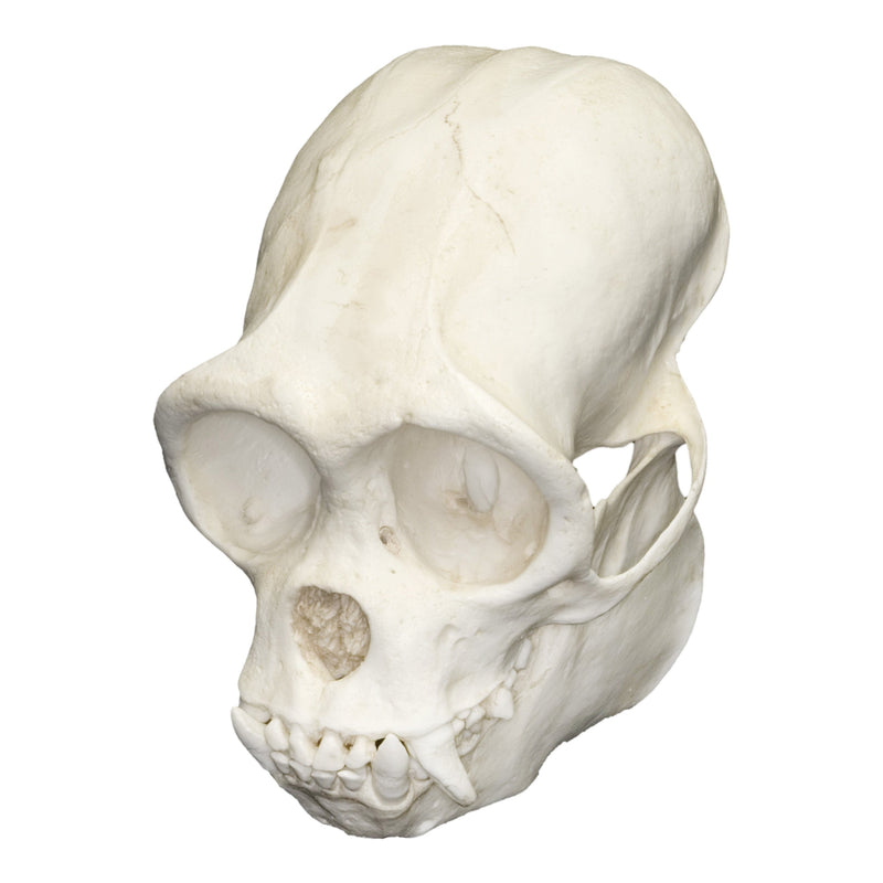 Replica Woolly Monkey Skull