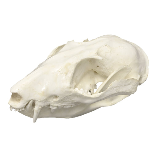 Replica Woolly Opossum Skull