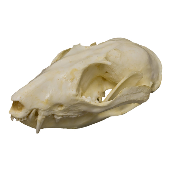 Replica Woolly Opossum Skull
