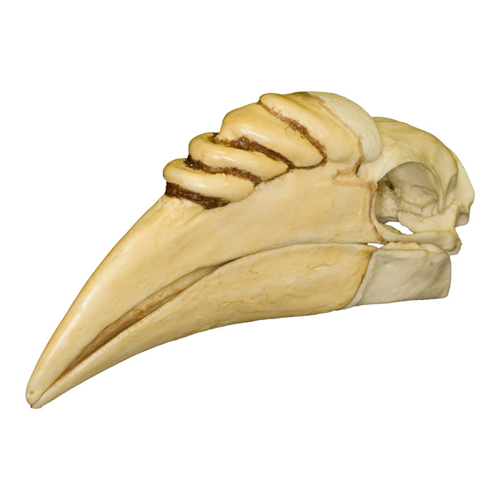 Replica Wreathed Hornbill Skull