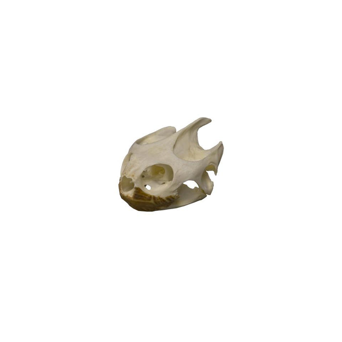 Real Pond Turtle Skull
