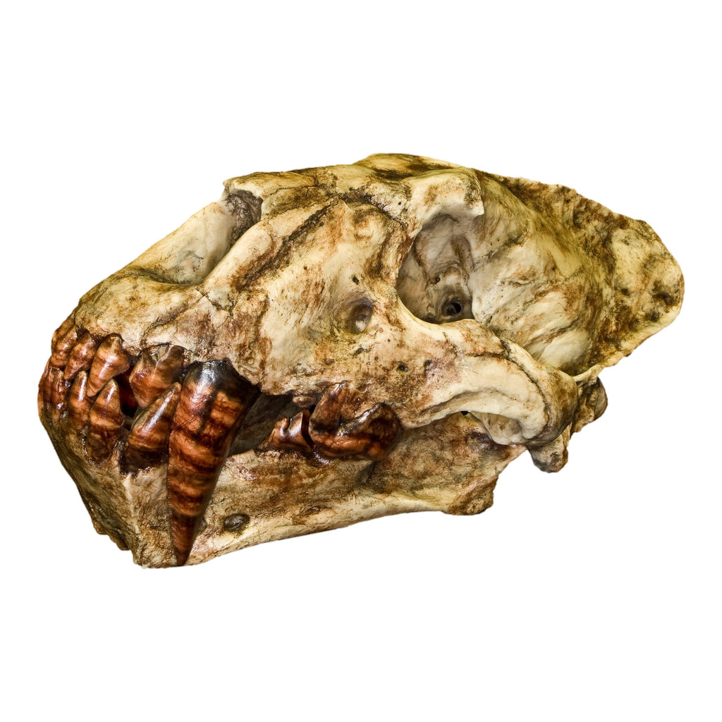 Replica Sabertooth Cat Skull (Xenosmilus hodsonae) For Sale