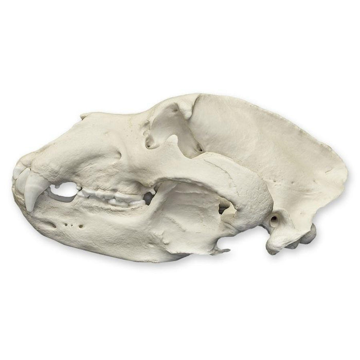 Replica Kodiak Grizzly Bear Skull
