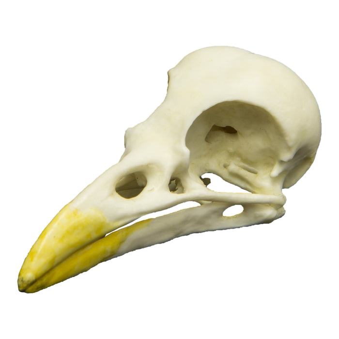 Replica Yellow-billed Magpie Skull