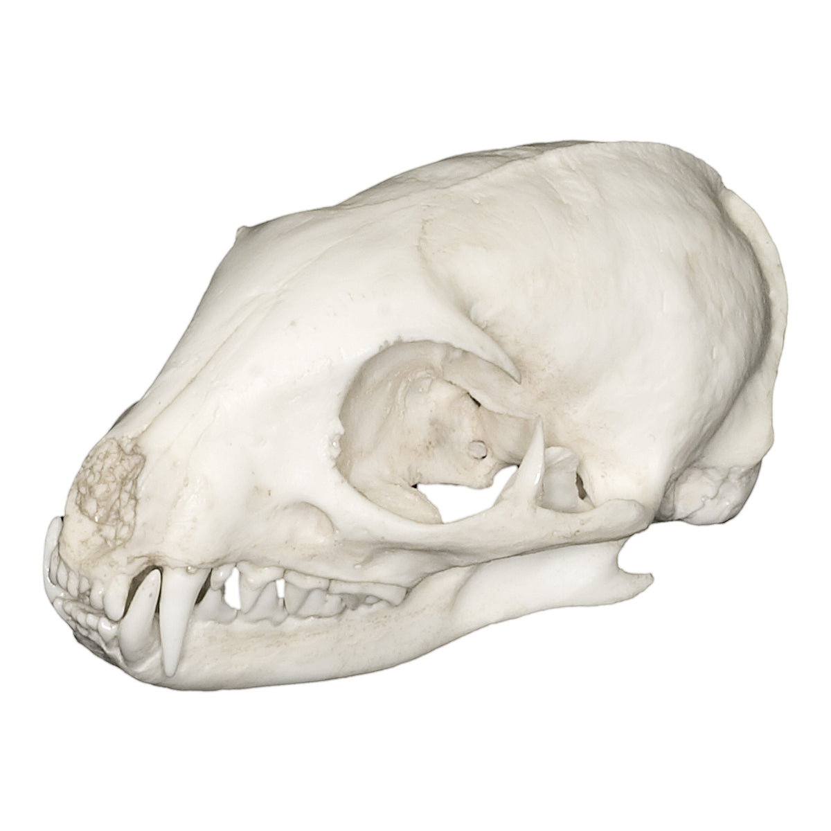 Replica Yellow Mongoose Skull For Sale — Skulls Unlimited