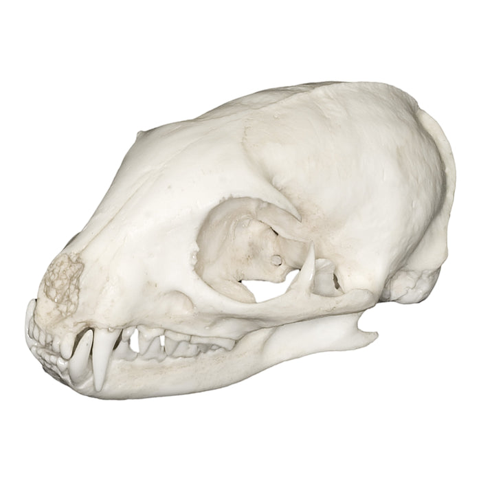 Replica Yellow Mongoose Skull