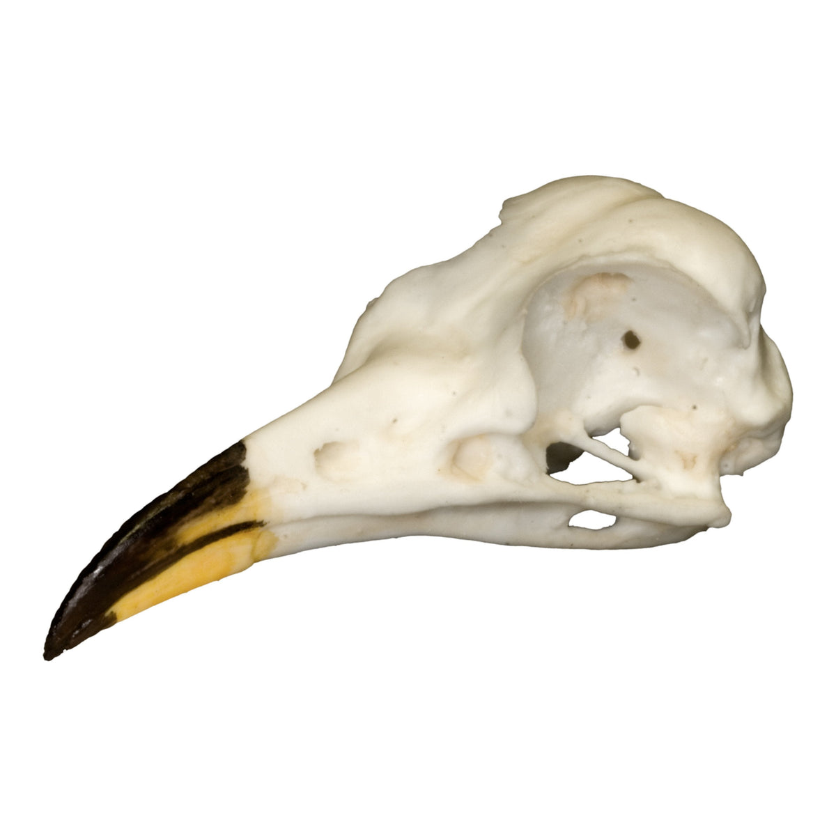 Replica Yellow-billed Cuckoo Skull For Sale — Skulls Unlimited