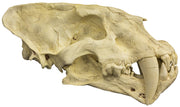 Replica Sabertooth Cat Skull (Homotherium crenatidens)