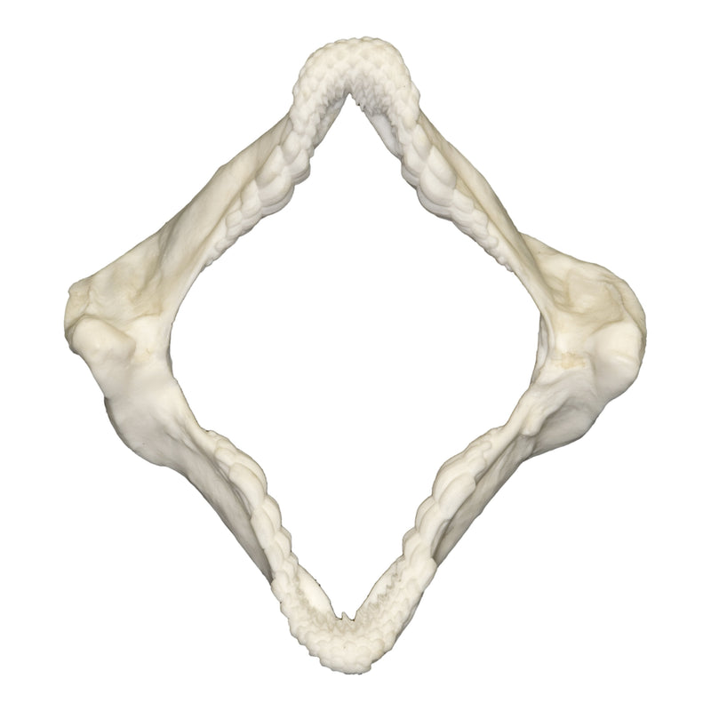 Replica Zebra Bullhead Shark Jaw