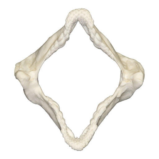 Replica Zebra Bullhead Shark Jaw