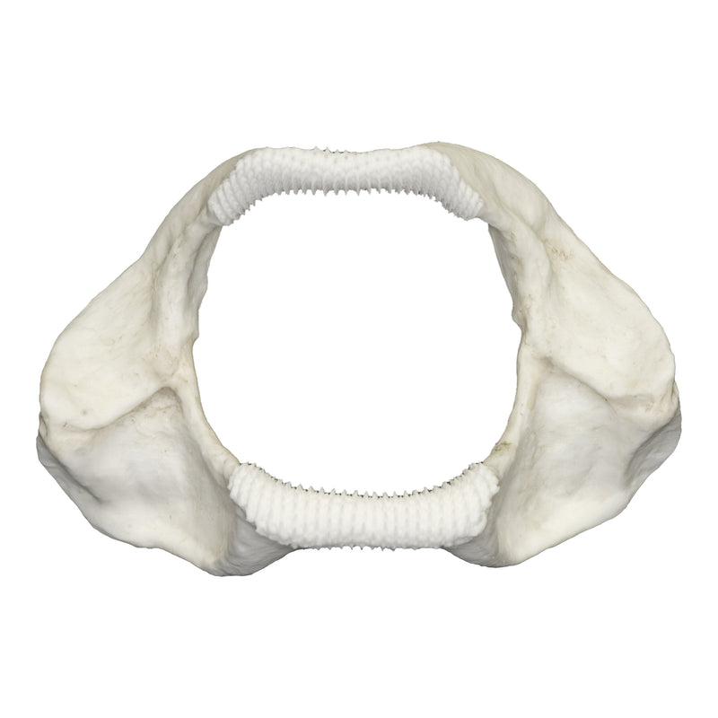 Replica Zebra Shark Jaw
