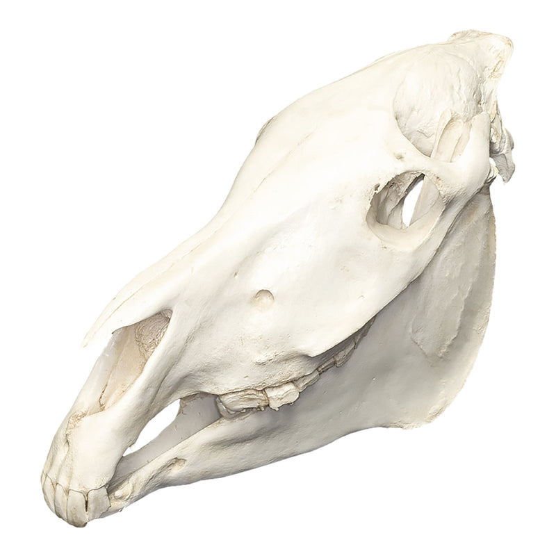 Replica Zebra Skull